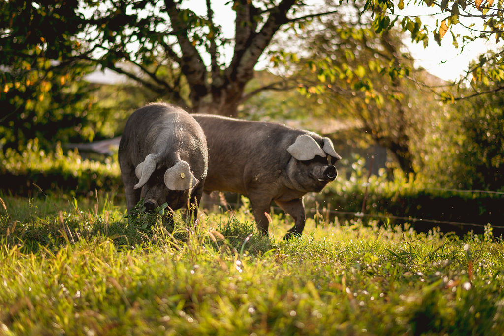 visite à la ferme