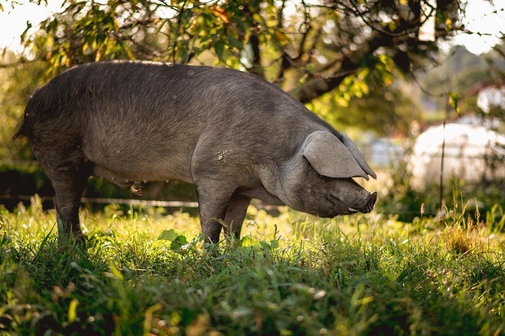 Visitez la ferme Oyharçabal