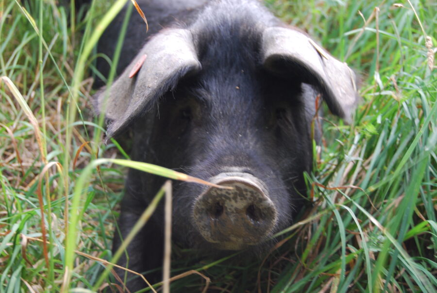 Le porc gascon à l&rsquo;honneur en Espagne !